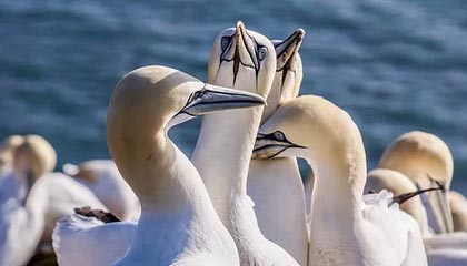 jiuyou游戏大厅-VALORANT 战队新人表现超预期，valorant比赛规则